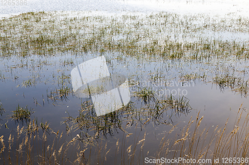 Image of grass on the lake