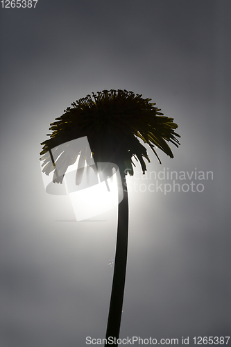 Image of silhouette dandelion
