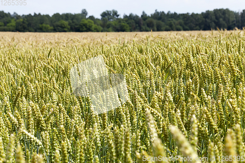 Image of wheat food