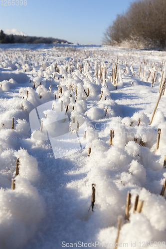 Image of Snow covered field
