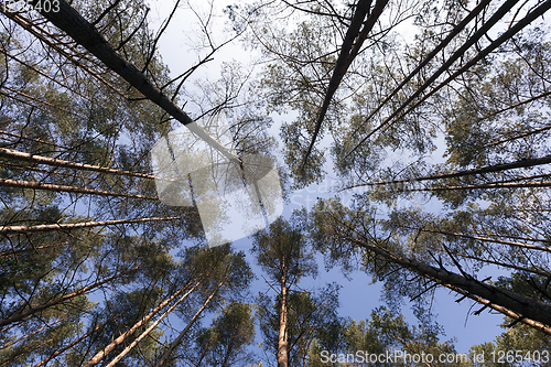 Image of pine forest