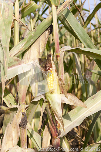 Image of dry ripe corn