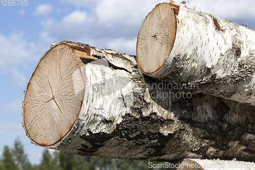 Image of striped birch trunks