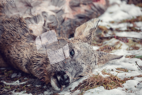 Image of Doe killed in the forest