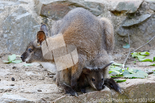 Image of Red-necked Wallaby (Macropus rufogriseus)