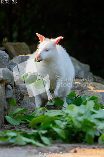 Image of Red-necked Wallaby albino