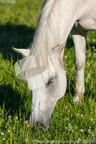 Image of white horse is grazing in spring meadow