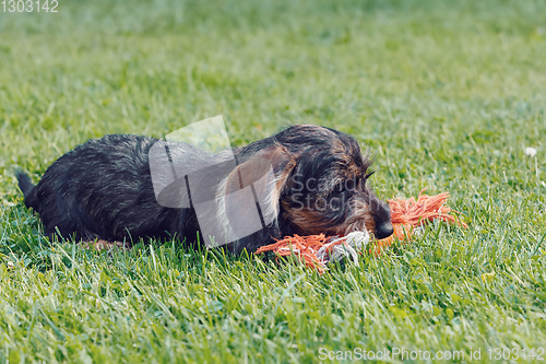 Image of cute female of brown dachshund