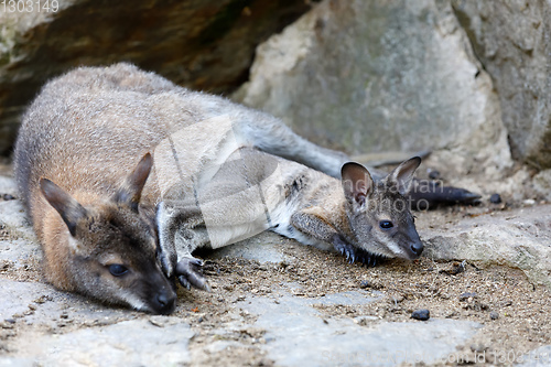 Image of Red-necked Wallaby (Macropus rufogriseus)