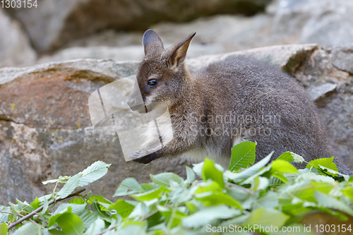 Image of Red-necked Wallaby (Macropus rufogriseus)