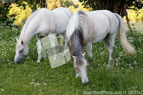 Image of white horse is grazing in spring meadow
