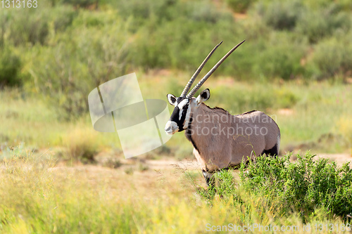 Image of Gemsbok, Oryx gazella in Kalahari