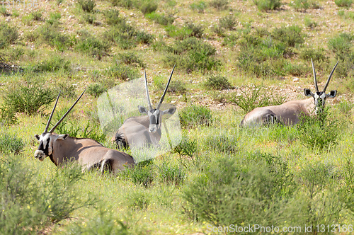 Image of Gemsbok, Oryx gazella in Kalahari