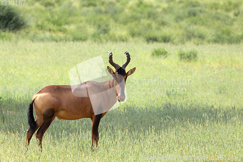 Image of Red Hartebeest in Kalahari South Africa