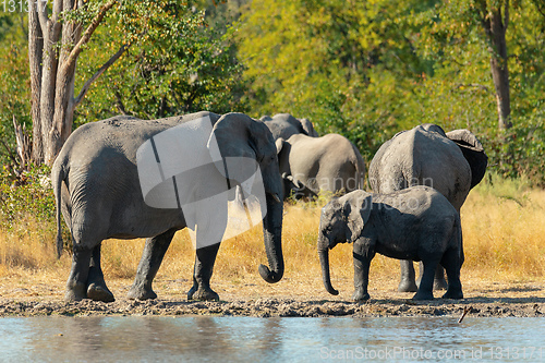 Image of African Elephant on waterhole, Africa safari wildlife