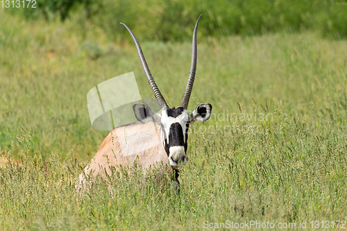 Image of Gemsbok, Oryx gazella in Kalahari