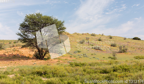 Image of Kalahari desert South Africa wilderness