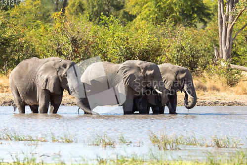 Image of African Elephant on waterhole, Africa safari wildlife