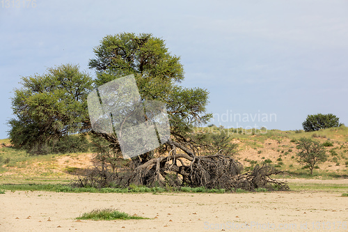 Image of Kalahari desert South Africa wilderness