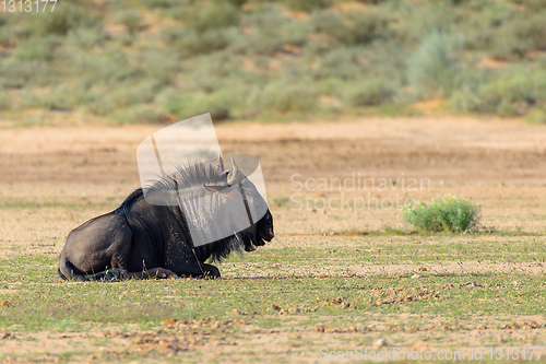 Image of Blue Wildebeest in Kalahari, South Africa