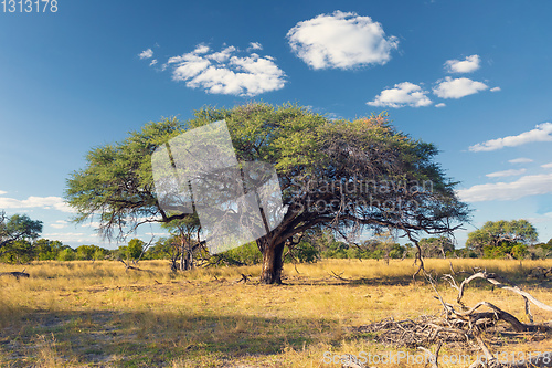 Image of Moremi game reserve landscape, Africa wilderness