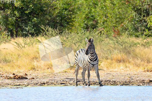 Image of Zebra in bush, Botswana Africa wildlife