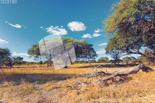 Image of Moremi game reserve landscape, Africa wilderness