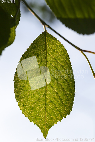 Image of green foliage