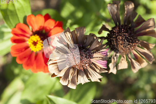 Image of blooming and dry flowers