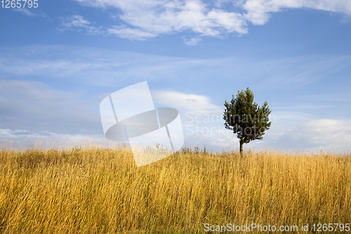 Image of spring field