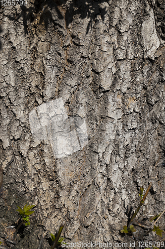 Image of brown tree bark