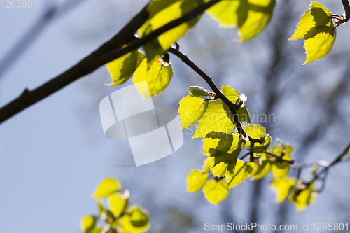 Image of green leaves birch