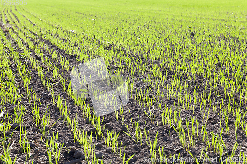 Image of agricultural field