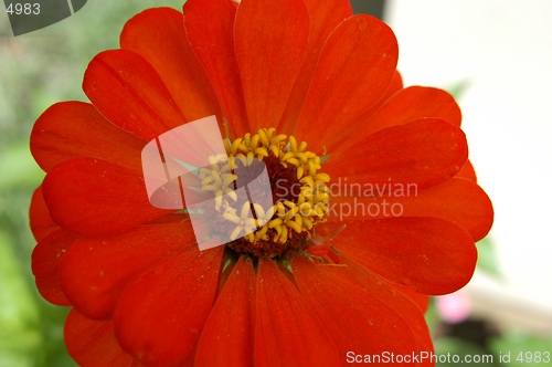 Image of Red Flower