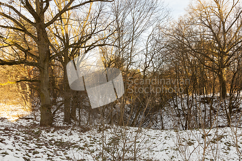 Image of Bare tree trunks in the winter forest
