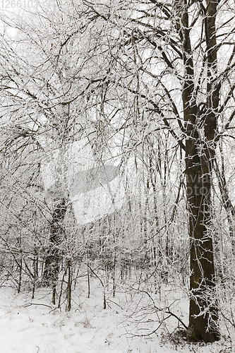 Image of After snowfall