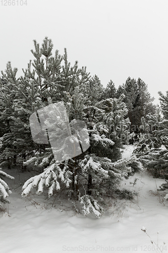 Image of Winter pine forest