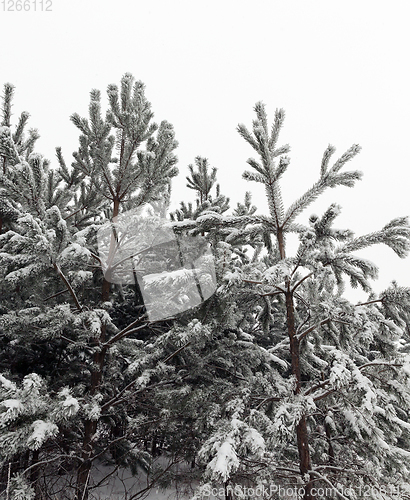 Image of Forest landscape in winter