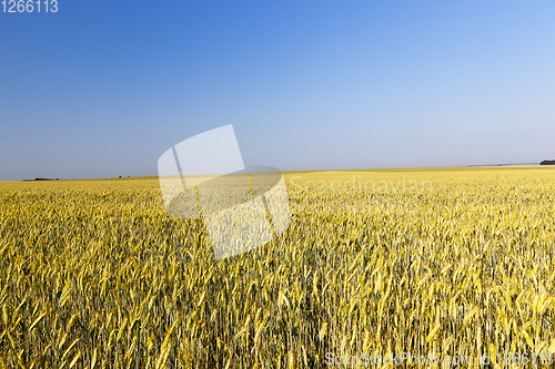 Image of agricultural field and blue sky