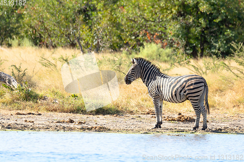 Image of Zebra in bush, Botswana Africa wildlife