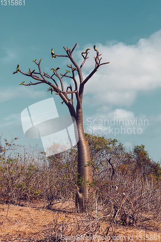 Image of pachypodium tree in Madagascar wilderness
