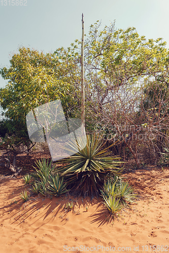 Image of madagascar plant aloe