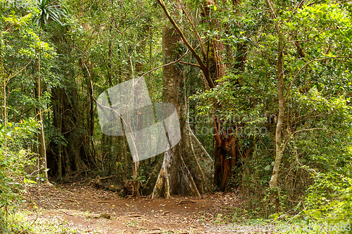 Image of madagascar rainforest with massive trees