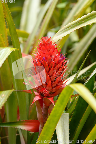 Image of wild red pineapple in Madagascar wilderness