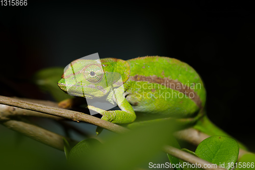 Image of chameleon Calumma ambreense, Amber Mountain Madagascar