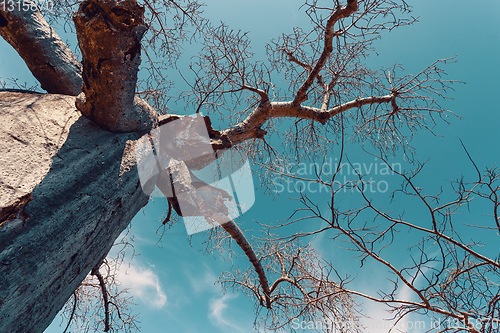 Image of Adansonia madagascariensis baobab, madagascar