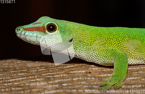 Image of Phelsuma madagascariensis day gecko, Madagascar