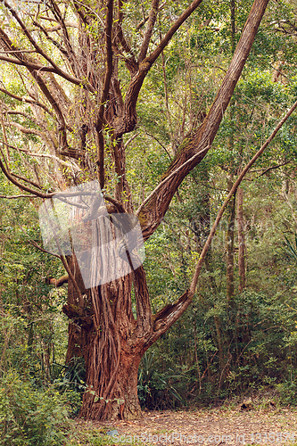 Image of madagascar rainforest with massive trees