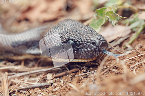 Image of madagascar snake tree boa, Madagascar