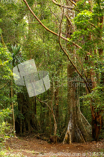 Image of madagascar rainforest with massive trees